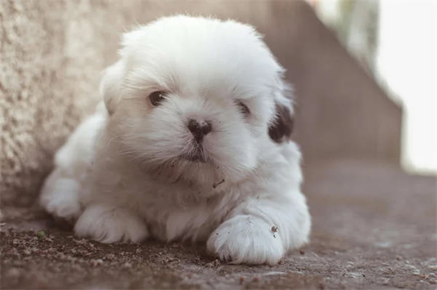 犬の背中のトラブル5選！症状と治療法を解説