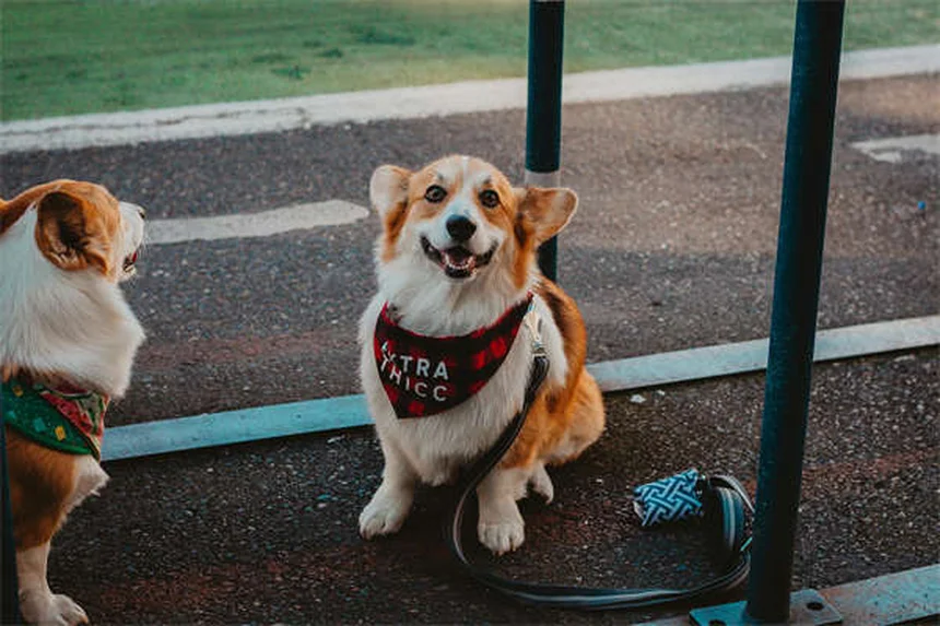 愛犬と自転車デビュー！安全に楽しむための5つのポイント