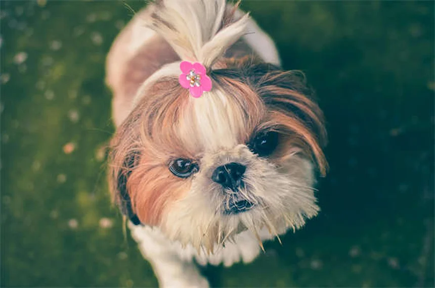 猫の知能ってどれくらい？賢いサインと簡単テスト法