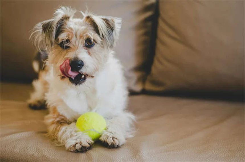 犬のおしっこの臭いを消す方法｜原因と効果的な掃除のコツ