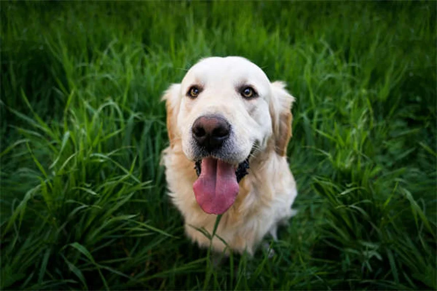 犬の下痢にペプトビズモール｜正しい用量と注意点を徹底解説