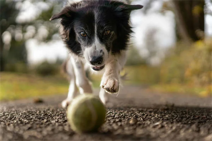 犬の下痢にペプトビズモール｜正しい用量と注意点を徹底解説