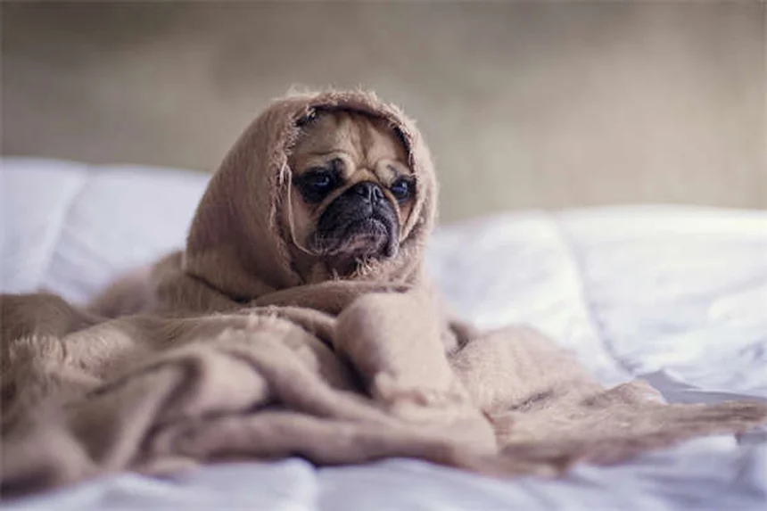 クレートアクセサリーで愛犬が自ら入る！簡単な準備と工夫のコツ