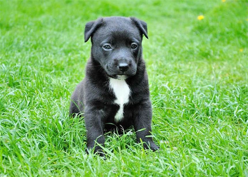子犬の嘔吐と下痢、いつ病院へ？危険なサインを見極める完全ガイド