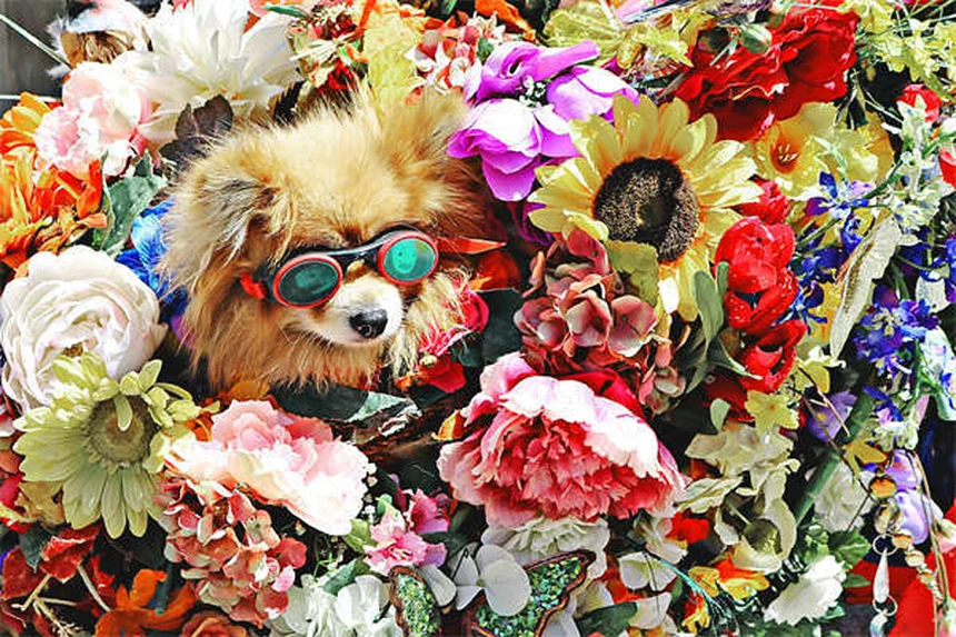 犬のジゴキシン、知らないと危険な副作用と正しい使い方
