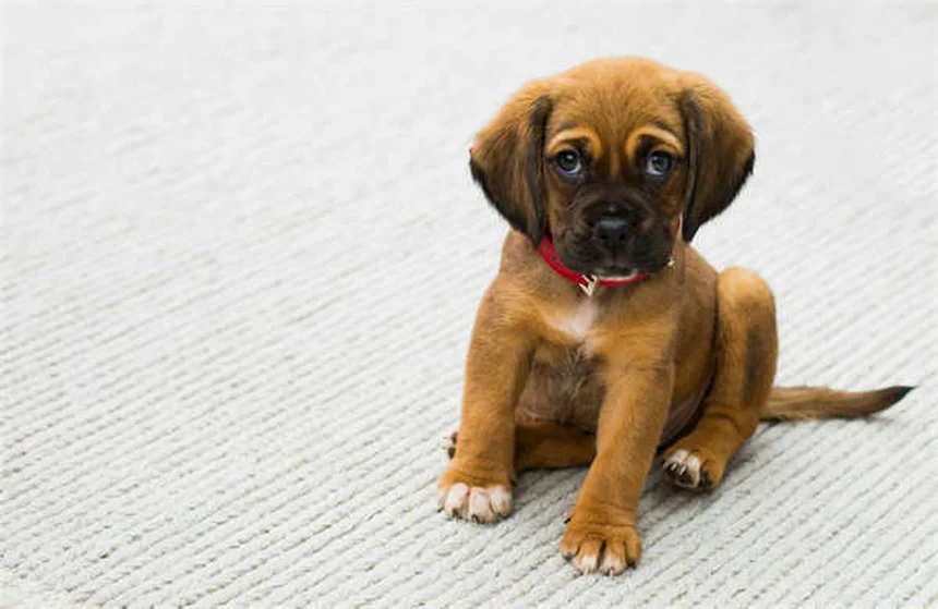 犬の嫉妬のサインと対処法｜知っておくべき5つのポイント