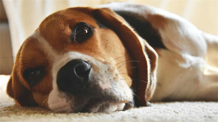 フェレットの皮膚糸状菌症：人にうつる？症状と治療法を解説
