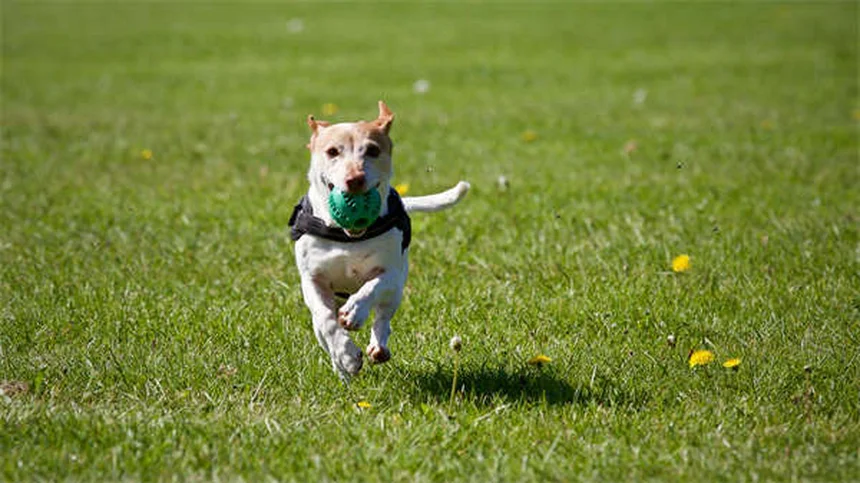 犬のインスリノーマの症状と治療法を徹底解説！早期発見が愛犬を救う
