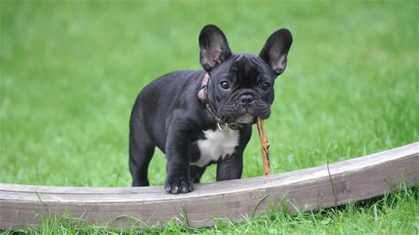 犬用ガバペンチンって知っていますか？効果や使い方、副作用まで全て解説