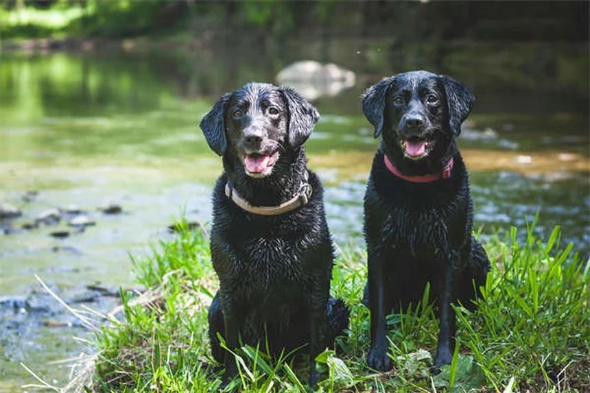 愛犬が足の上に座る理由とは？愛情と不安のサインを見極めて