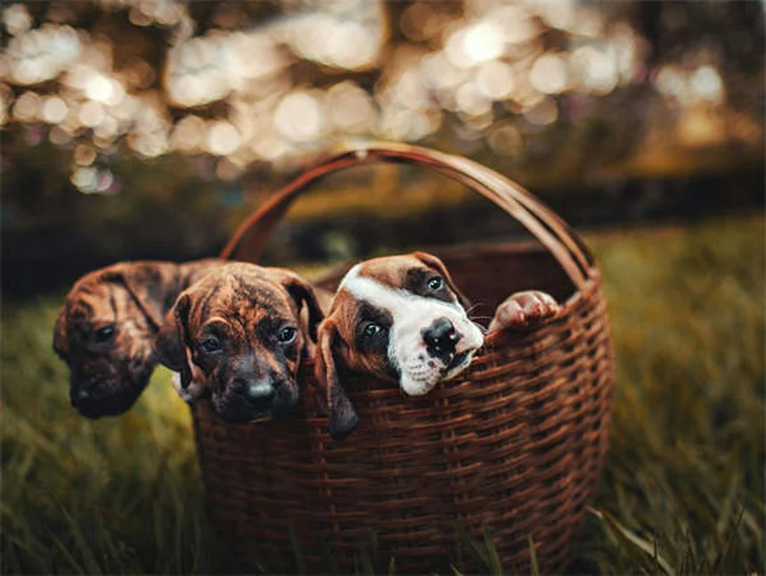 愛犬が足の上に座る理由とは？愛情と不安のサインを見極めて