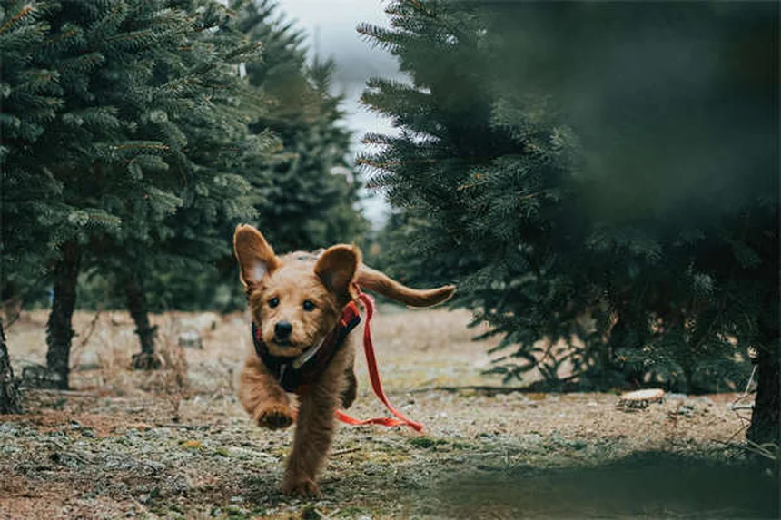 毛茸茸犬種25選！飼う前に知っておきたいお手入れのポイントとコツ