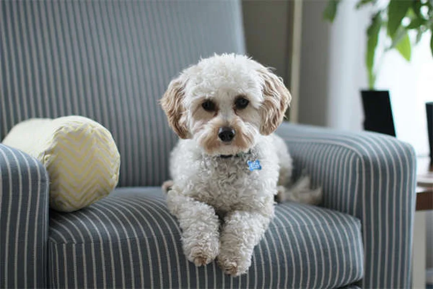 毛茸茸犬種25選！飼う前に知っておきたいお手入れのポイントとコツ