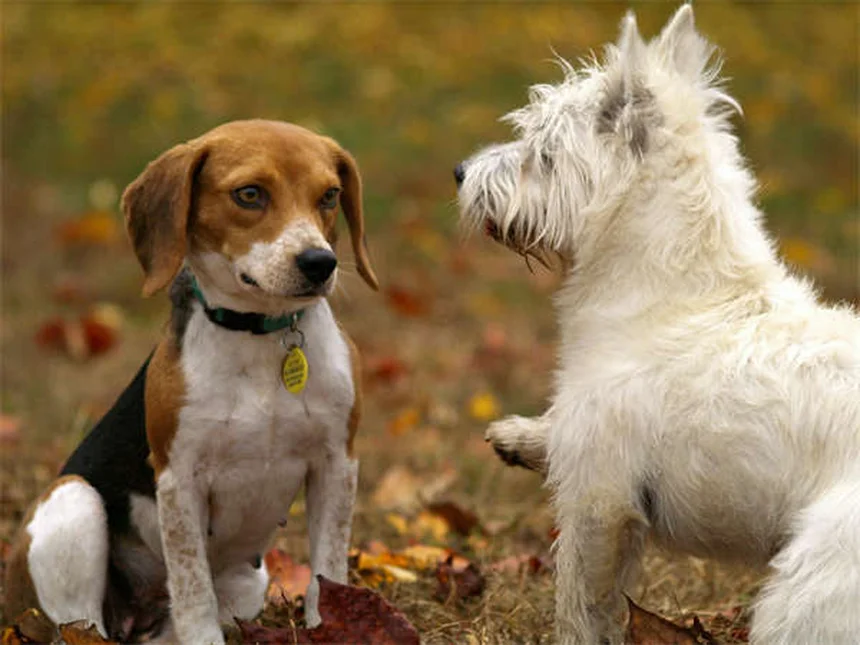 毛茸茸犬種25選！飼う前に知っておきたいお手入れのポイントとコツ