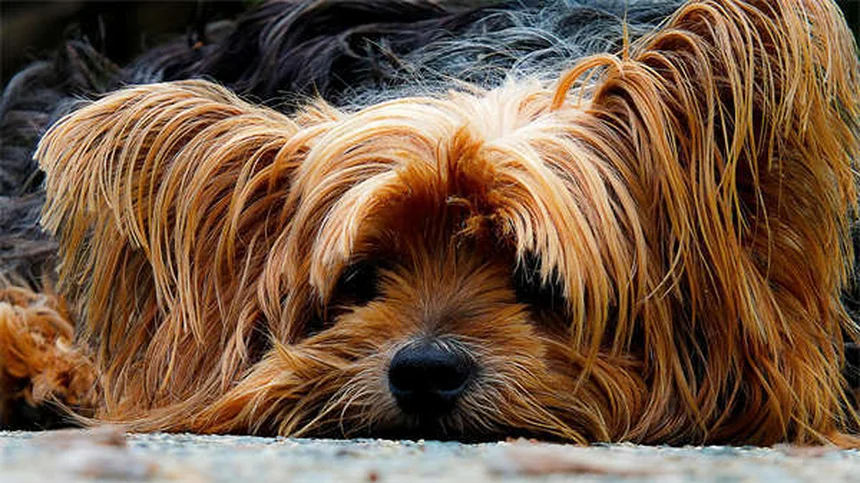 犬の痒み止めアポキルは即効性？4時間で効く実体験と使用法