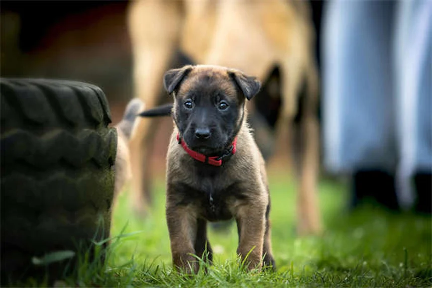 犬の痒み止めアポキルは即効性？4時間で効く実体験と使用法