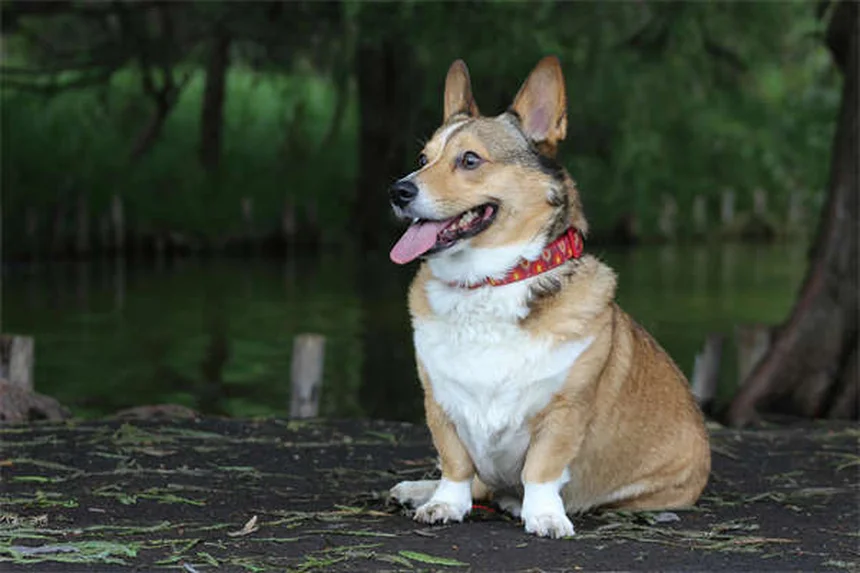 犬の痒み止めアポキルは即効性？4時間で効く実体験と使用法