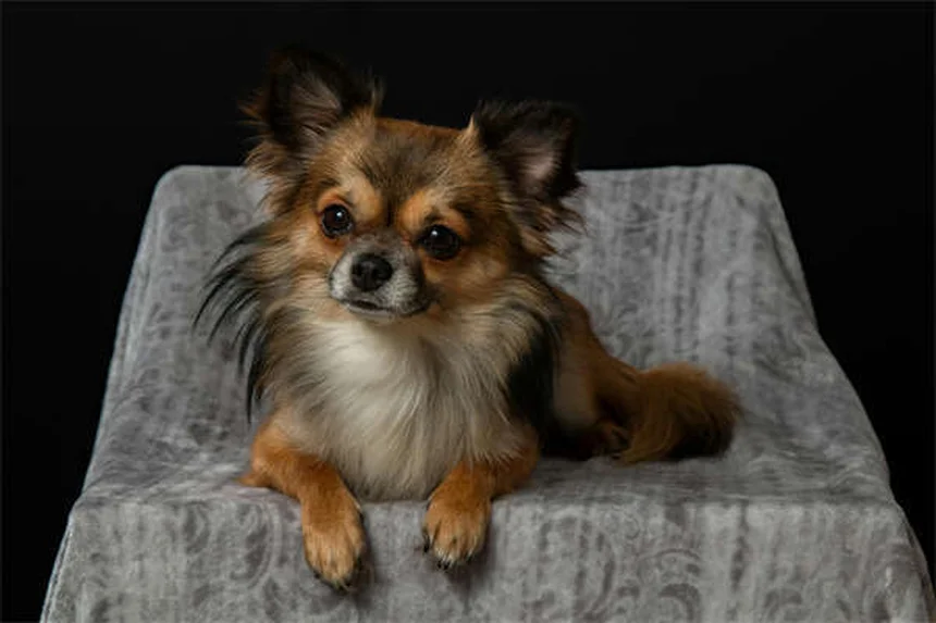 新生子犬の12の驚きの事実：知っておきたい飼い主の常識