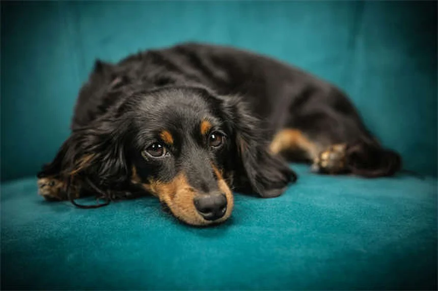 ボリコナゾールの犬への使用、猫への危険な副作用、知っておくべき安全対策