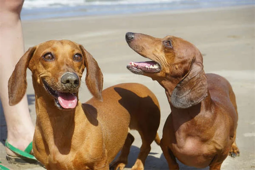 ボリコナゾールの犬への使用、猫への危険な副作用、知っておくべき安全対策