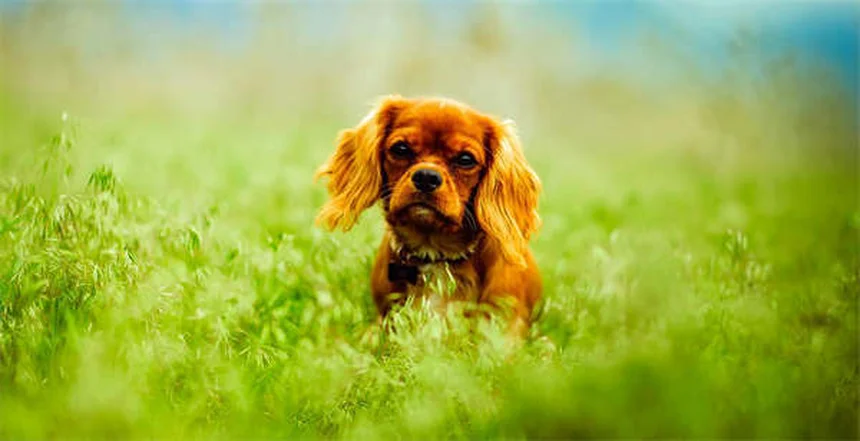 犬にペプトビスモールは危険？副作用と正しい投与量を獣医が解説