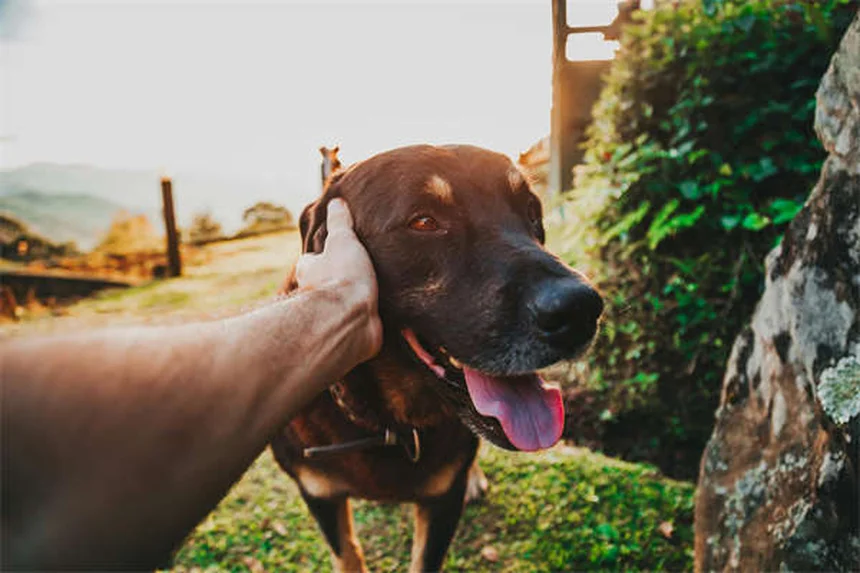 犬にペプトビスモールは危険？副作用と正しい投与量を獣医が解説