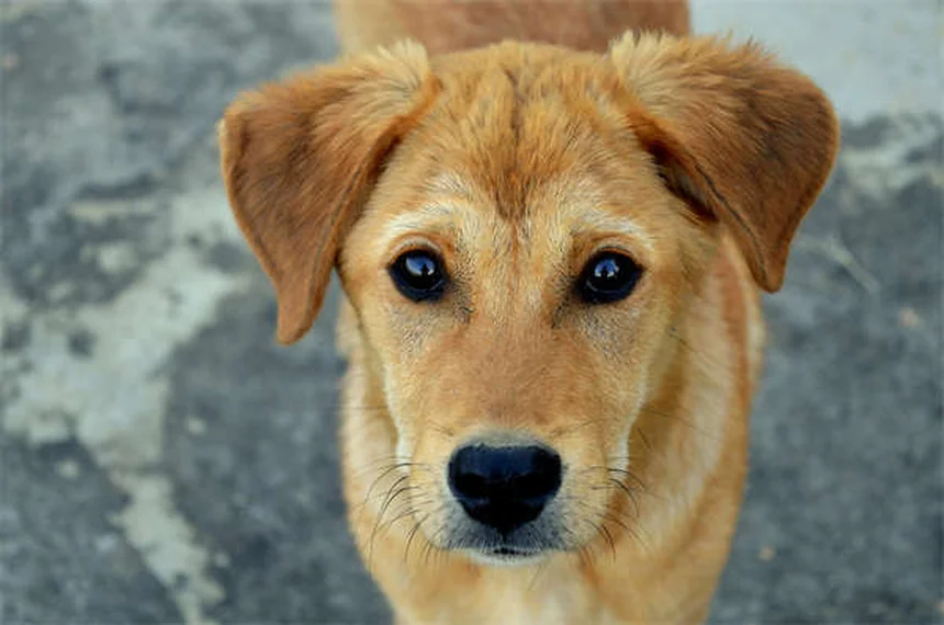 犬の爆走の原因と安全な対処法｜本能から感情まで徹底解説