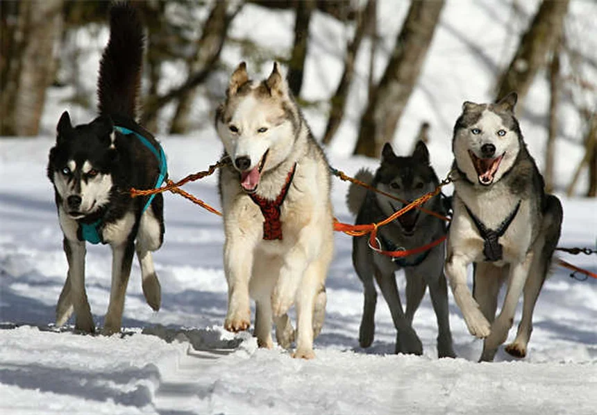 愛犬が家族の一員かわかる10のサイン