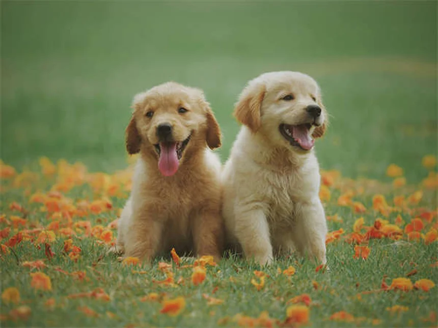 愛犬が家族の一員かわかる10のサイン