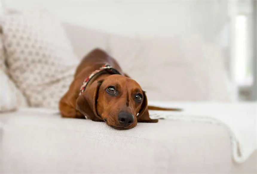 犬にタイレノールは絶対NG！知っておくべき危険性と安全な対処法