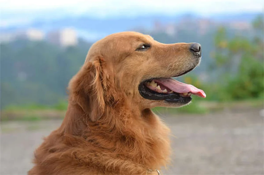 犬にタイレノールは絶対NG！知っておくべき危険性と安全な対処法