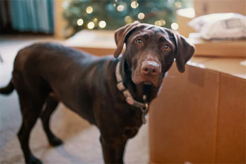 搜救犬训练の真実：ペン獣医ワーキングドッグセンターが教える育成法