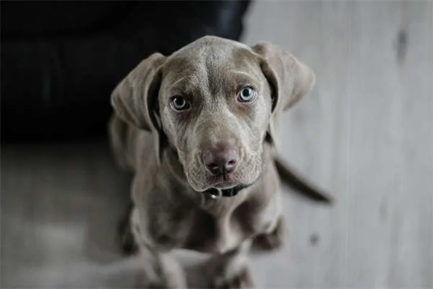 搜救犬训练の真実：ペン獣医ワーキングドッグセンターが教える育成法
