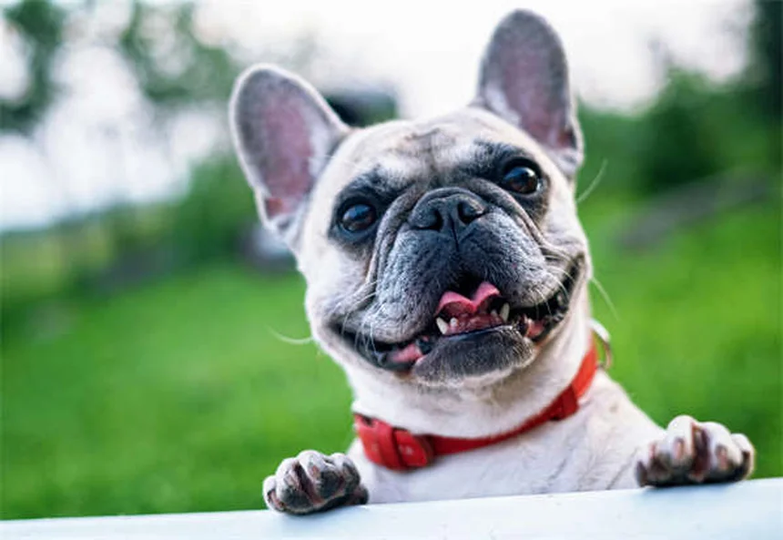 犬連れアメリカ国立公園3選！愛犬と楽しむ旅のルールとコツ