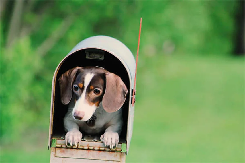 愛犬との外食、本当はOK？ペット旅行の誤解を一挙解決