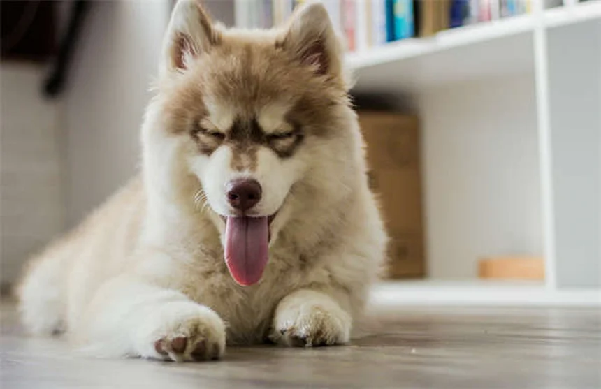愛犬との外食、本当はOK？ペット旅行の誤解を一挙解決