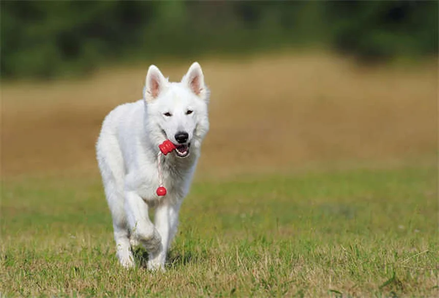 大型犬がかかりやすい病気や適切な運動量は？知っておくべき全知識
