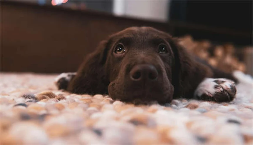 【獣医師監修】犬の家庭療法8選と絶対NGな13症状｜知識で守る愛犬の健康