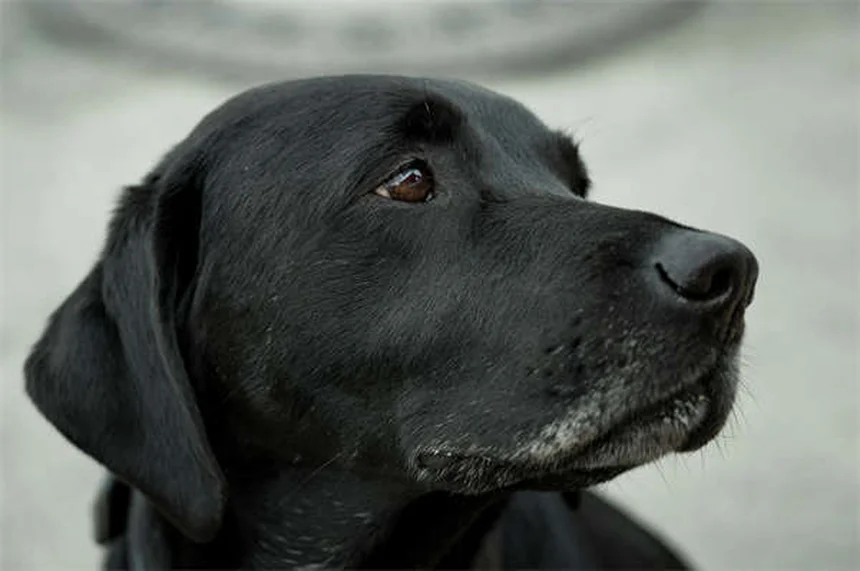 犬と猫の歯磨き頻度は？獣医師が教える成功させるコツ