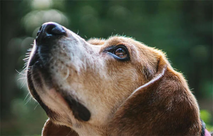 犬の心糸虫予防、なぜ年間通して必要？その理由を解説