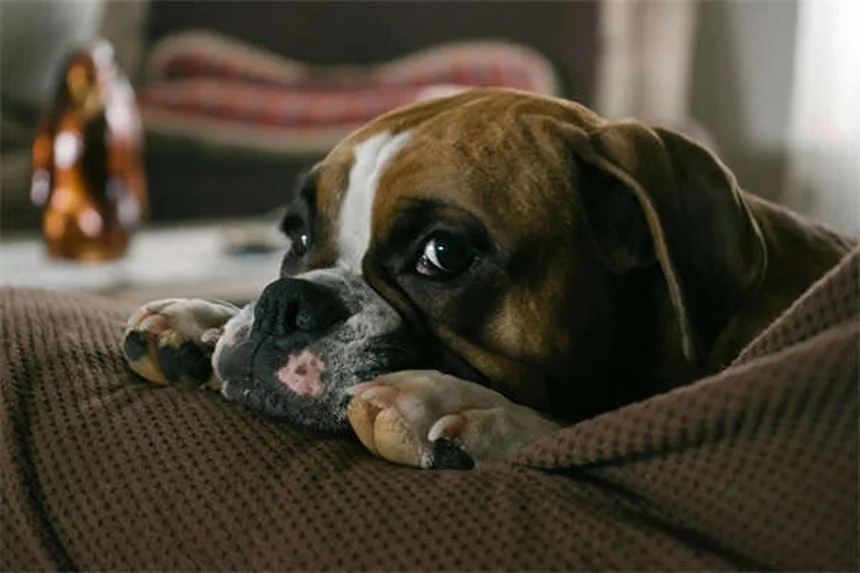 犬のヘモアブドメン: 症状・原因・治療法を獣医師が解説